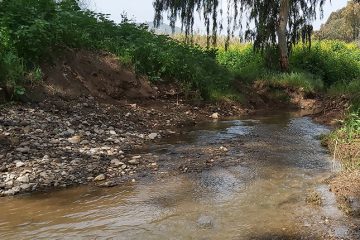 המלצה לטיול אביבי במיוחד ממעלה קיש לצומת כפר קיש